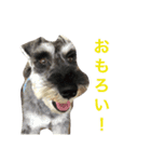 シュナウザーのシュシュ君（個別スタンプ：9）