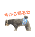 シュナウザーのシュシュ君（個別スタンプ：24）