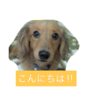 けっこう使えるミニチュアダックスのルーク（個別スタンプ：1）