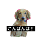 けっこう使えるミニチュアダックスのルーク（個別スタンプ：2）