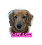 けっこう使えるミニチュアダックスのルーク（個別スタンプ：3）