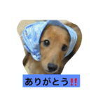 けっこう使えるミニチュアダックスのルーク（個別スタンプ：4）