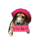 けっこう使えるミニチュアダックスのルーク（個別スタンプ：5）