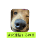 けっこう使えるミニチュアダックスのルーク（個別スタンプ：6）