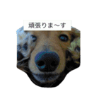 けっこう使えるミニチュアダックスのルーク（個別スタンプ：8）