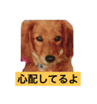 けっこう使えるミニチュアダックスのルーク（個別スタンプ：10）