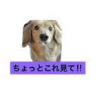 けっこう使えるミニチュアダックスのルーク（個別スタンプ：12）
