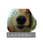 けっこう使えるミニチュアダックスのルーク（個別スタンプ：14）