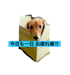 けっこう使えるミニチュアダックスのルーク（個別スタンプ：18）