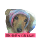 けっこう使えるミニチュアダックスのルーク（個別スタンプ：19）