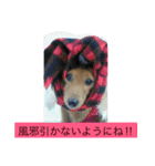 けっこう使えるミニチュアダックスのルーク（個別スタンプ：21）