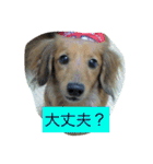 けっこう使えるミニチュアダックスのルーク（個別スタンプ：24）