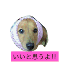 けっこう使えるミニチュアダックスのルーク（個別スタンプ：26）