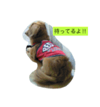 けっこう使えるミニチュアダックスのルーク（個別スタンプ：27）