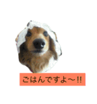 けっこう使えるミニチュアダックスのルーク（個別スタンプ：29）