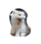 何ニャー！！！（個別スタンプ：1）