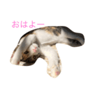 三毛猫のあずき（個別スタンプ：1）