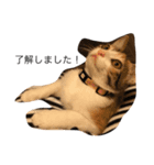 三毛猫のあずき（個別スタンプ：2）