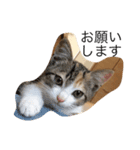 三毛猫のあずき（個別スタンプ：3）
