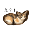 三毛猫のあずき（個別スタンプ：4）