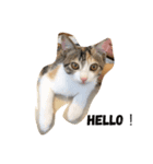 三毛猫のあずき（個別スタンプ：5）
