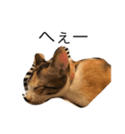 三毛猫のあずき（個別スタンプ：6）