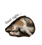 三毛猫のあずき（個別スタンプ：7）