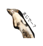 三毛猫のあずき（個別スタンプ：8）