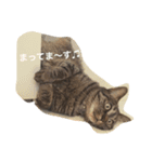 ＊ねこねここねこ＊（個別スタンプ：1）