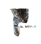 ＊ねこねここねこ＊（個別スタンプ：2）