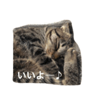 ＊ねこねここねこ＊（個別スタンプ：3）
