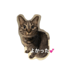 ＊ねこねここねこ＊（個別スタンプ：4）