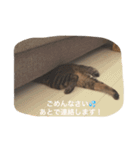 ＊ねこねここねこ＊（個別スタンプ：5）