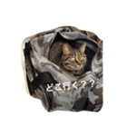 ＊ねこねここねこ＊（個別スタンプ：6）