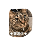 ＊ねこねここねこ＊（個別スタンプ：7）