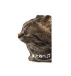 ＊ねこねここねこ＊（個別スタンプ：8）