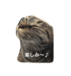 ＊ねこねここねこ＊（個別スタンプ：9）