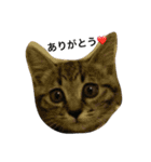 ＊ねこねここねこ＊（個別スタンプ：10）
