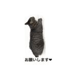 ＊ねこねここねこ＊（個別スタンプ：11）