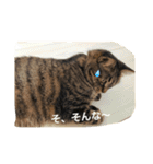 ＊ねこねここねこ＊（個別スタンプ：12）