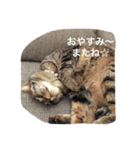 ＊ねこねここねこ＊（個別スタンプ：13）