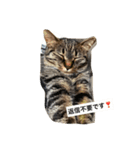 ＊ねこねここねこ＊（個別スタンプ：14）