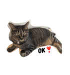 ＊ねこねここねこ＊（個別スタンプ：15）