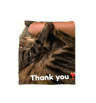 ＊ねこねここねこ＊（個別スタンプ：16）