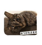 ＊ねこねここねこ＊（個別スタンプ：17）