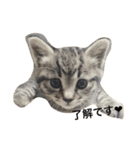 ＊ねこねここねこ＊（個別スタンプ：18）