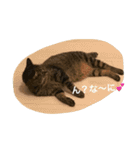 ＊ねこねここねこ＊（個別スタンプ：19）