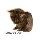 ＊ねこねここねこ＊（個別スタンプ：21）