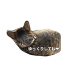 ＊ねこねここねこ＊（個別スタンプ：22）