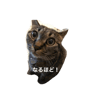 ＊ねこねここねこ＊（個別スタンプ：23）